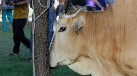 Penuh Keberkahan, Gampong Pango Deah Laksanakan Penyembelihan 21 Hewan Qurban pada Idul Adha 2026